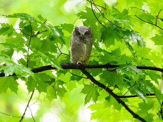 Eastern Screech Owl owlet fledgling sitting on tree branch on rainy morning in spring