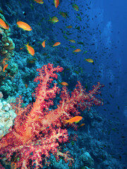 Naklejka na ściany i meble Coral reef and fish