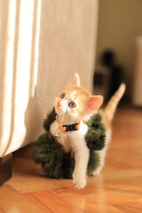 A kitten is a juvenile cat