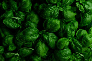 Background of green leaves of juicy fragrant basil.