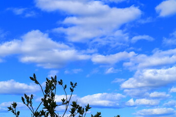 Tree top against a cloudy sky. Dark silhouettes. Great distance. Copy space for extra text.