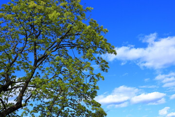 Maple tree during the spring. Part of. Sky in the background. Stockholm, Sweden.