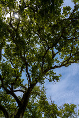 舞鶴公園の木もれ陽A