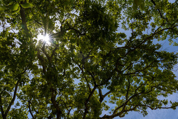 舞鶴公園の木もれ陽