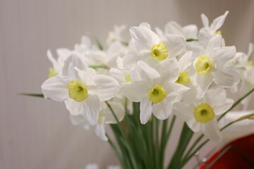 Fototapeta na wymiar gentle spring bouquet of daffodils