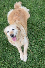 Golden Retriever on the grass