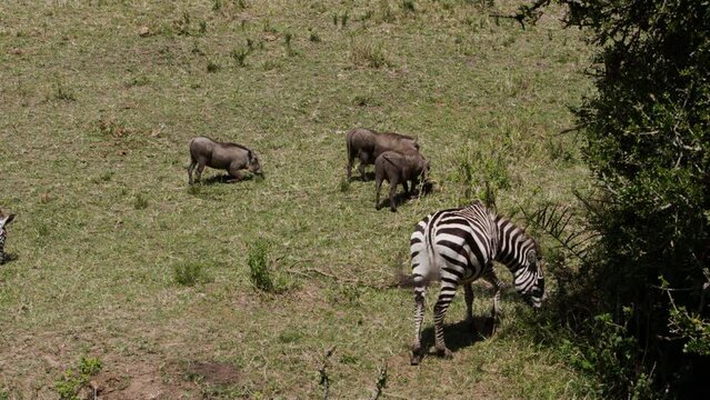 A herd of Zebras (Equus quagga) grazing in a Savanna. The many zebras live in the wide fields of Kenyas national parks. The sun is shining hot and the wind is blowing through the grass.