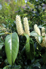 Prunus laurocerasus, also known as cherry laurel, common laurel and sometimes English laurel