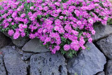 5월 제주도에서 피어나는 들꽃