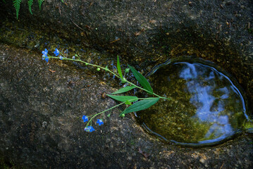 A sprig of blue flowers lies in a stone mountain spring