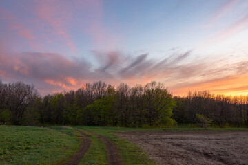 Field and forest in spring. Landscape.