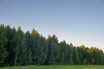 Nature, forest and green meadow.