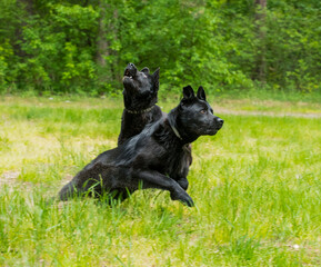 black dog on green grass