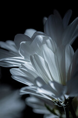 Shasta Daisies