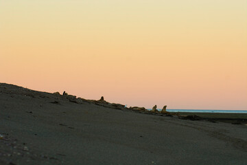 Sea lions in breeding colony, Peninsula Valdes, Unesco World Heritage Site, Patagonia Argentina