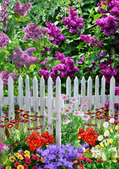 lilac bushes in the garden behind a wooden fence and a flower bed with summer flowers background wallpaper for design