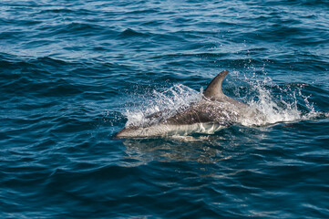 Fototapeta premium Dusky dolphin jumping , Peninsula Valdes , Unesco World Heritage Site, Patagonia , Argentina.