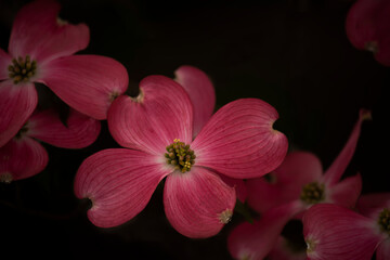 Beautiful large pink flowers on the tree on a black natural background. Spring flowering.

