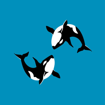 Hand drawn killer whale Beautiful ink drawing orca