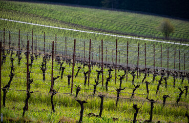Metal posts and horizontal wires of trellised vines stand out against green grass in an Oregon...