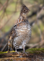 Ruffed grouse posing on a log