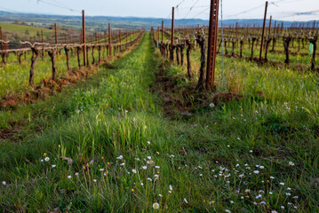 Obraz premium Tiny wild daisies in long grass in spring bloom between rows of grapevines in an Oregon vineyard.
