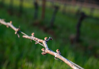Closeup view of bud break on a grapevine in an Oregon vineyard in early spring, bare vines on wires with tiny pink buds emerging.