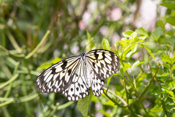 Isolated butterfly on a plant