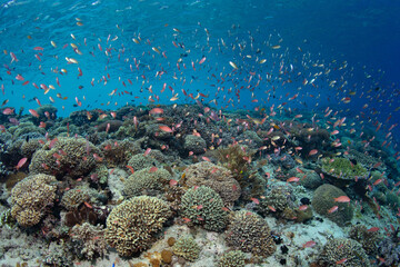 Naklejka na ściany i meble Colorful anthias school above a spectacular coral reef near Alor, Indonesia. Anthias thrive where there is dependable current to bring them planktonic food.