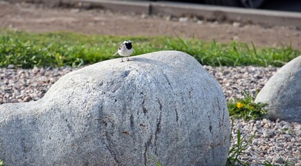The wagtail bird is sitting on a large rock