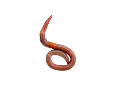 Earthworm close-up isolated on a white background. Worm for fishing, live bait, earthworm Dendrobaena Veneta