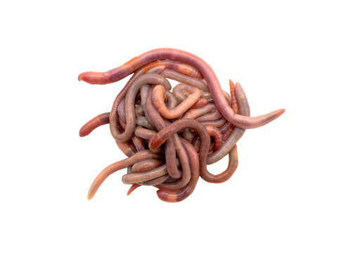 A lot of earthworms close-up isolated on a white background. Worm for fishing, live bait, earthworm Dendrobaena Veneta