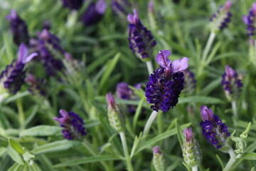 lavender flowers in the garden