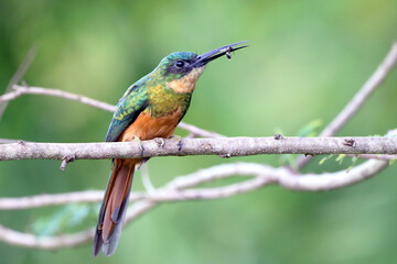 male of Rufous-tailed Jacamar (Galbula ruficauda), isolated, feeding on an insect in its beak. - Powered by Adobe