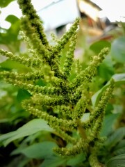 dim flowers in the afternoon