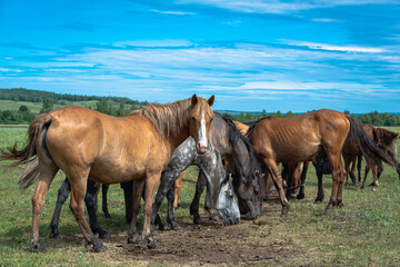 Herd of horses on the field in summer.