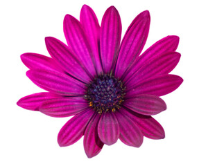 Obraz premium Violet osteospermum flower isolated on white background