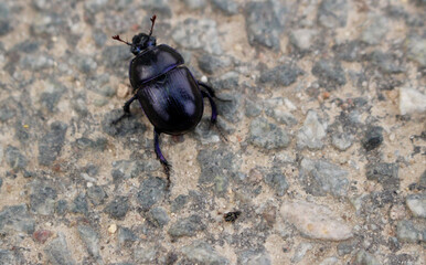 schwarzer filigraner Mistkäfer auf  grauem Stein