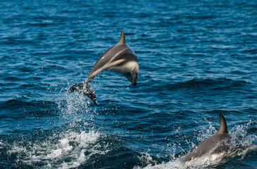 Fototapeta premium Dusky dolphin jumping , Peninsula Valdes , Unesco World Heritage Site, Patagonia , Argentina.