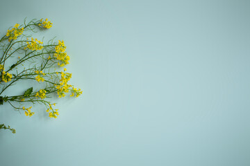 yellow flowers on the blue background