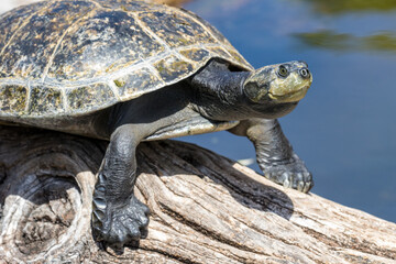 Yellow-spotted Amazon Turtle (Podocnemis unifilis)