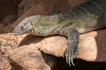 Fototapeta premium Close up of captive Nile Monitor (Varanus niloticus}