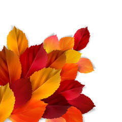 Autumn colorful leaves on white background