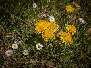 dandelion flower in the garden