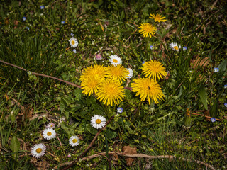 dandelion flower in the garden
