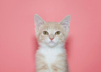 Portrait of one diluted Orange and white tabby kitten looking directly at viewer. Pink background.