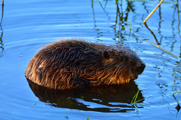 otter swimming in the water
