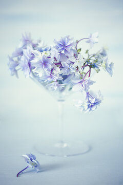 beautiful hydrangea flowers in a vase on a blue background .
