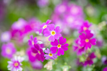 Fototapeta premium 芝桜