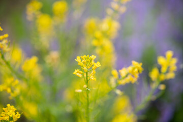 黄色い花が美しい菜の花